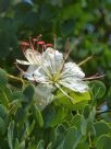 Bauhinia hookeri