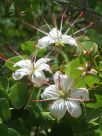 Bauhinia hookeri