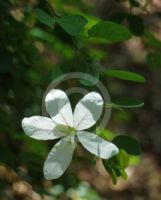 Bauhinia natalensis