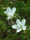 Bauhinia natalensis