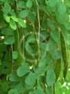 Bauhinia natalensis