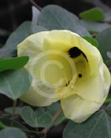 Bauhinia tomentosa