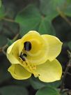 Bauhinia tomentosa