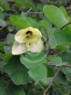 Bauhinia tomentosa