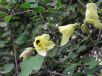 Bauhinia tomentosa