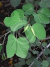 Bauhinia tomentosa