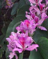 Bauhinia variegata