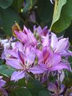 Bauhinia variegata