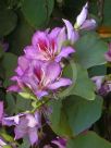 Bauhinia variegata