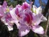 Bauhinia variegata