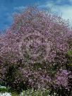 Bauhinia variegata