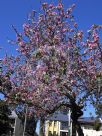 Bauhinia variegata