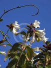 Beaumontia grandiflora