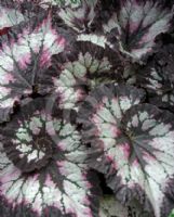 Begonia rex-cultorum