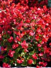 Begonia semperflorens-cultorum