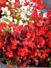 Begonia semperflorens-cultorum