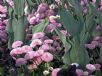 Bellis perennis