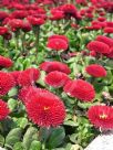 Bellis perennis