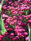 Bellis perennis