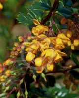 Berberis darwinii