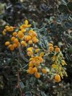 Berberis darwinii