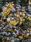 Berberis ottawensis purpurea Superba