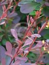 Berberis ottawensis purpurea Superba