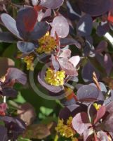 Berberis thunbergii atropurpurea