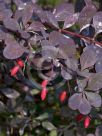 Berberis thunbergii atropurpurea