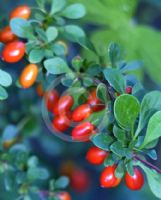 Berberis thunbergii