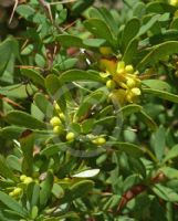 Berberis wilsoniae