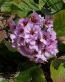 Bergenia stracheyi