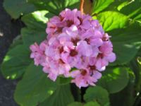 Bergenia schmidtii