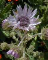 Berkheya purpurea