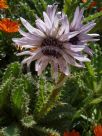 Berkheya purpurea