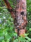 Betula ermanii