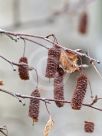 Betula pendula