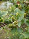 Betula pubescens