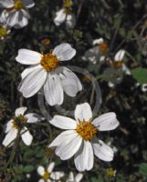 Bidens aurea white-flowered