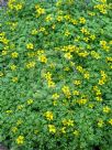 Bidens ferulifolia