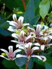 Marianthus bicolor