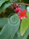 Marianthus erubescens