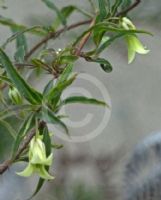 Billardiera scandens