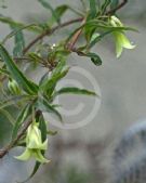 Billardiera scandens