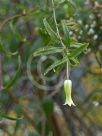 Billardiera scandens