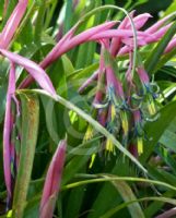 Billbergia nutans