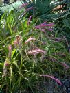 Billbergia nutans