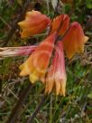 Blandfordia grandiflora