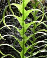 Blechnum cartilagineum