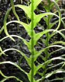 Blechnum cartilagineum